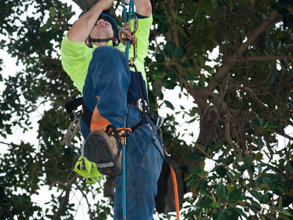 Qualified arborist working in a mature tree during a property survey in East Ayrshire