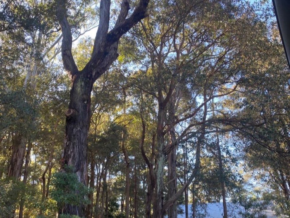 Mature trees in a East Ayrshire parkland setting due for routine re-inspection